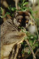 Image of brown lemur