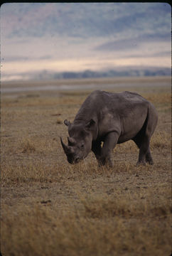 Image of Black Rhinoceros