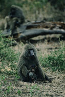 Image of Anubis Baboon