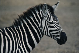 Image of Burchell's Zebra