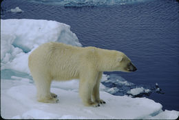 Image of polar bear