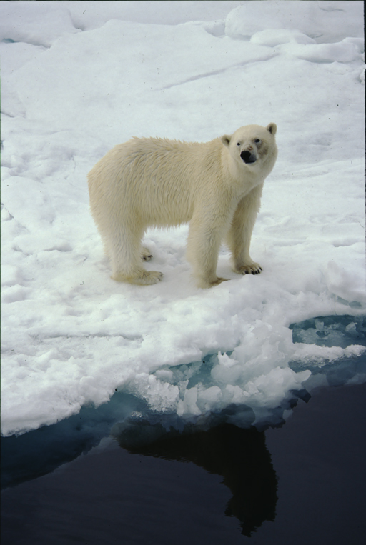 Image of polar bear