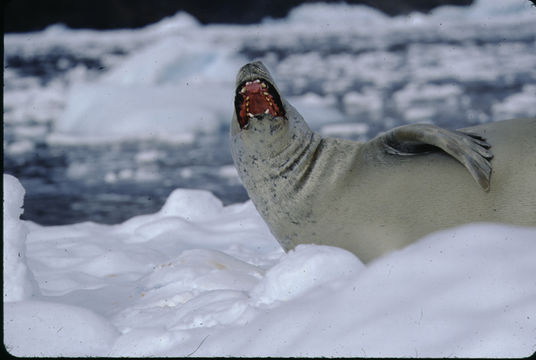 Image of Crabeater Seal