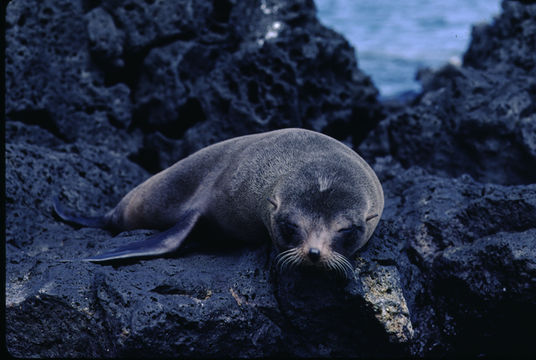 Image of Galapagos Fur Seal