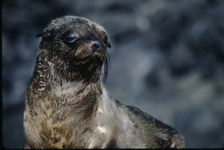 Image de Arctocéphale des Galapagos