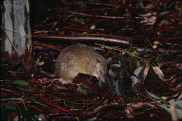 Image of Nuyts Southern Brown Bandicoot