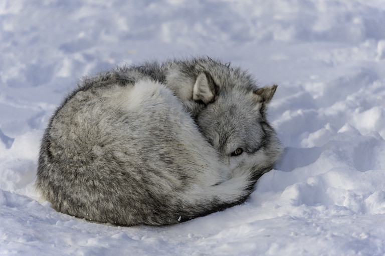 Image of gray wolf