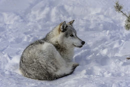 Image of gray wolf