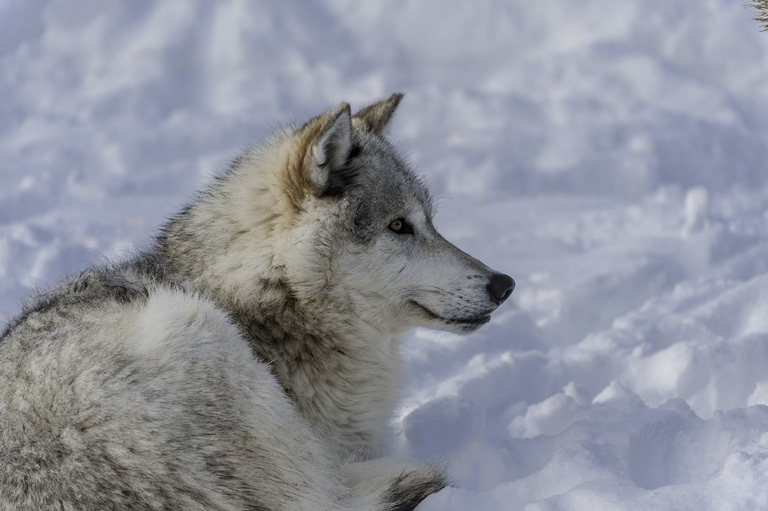 Image of gray wolf