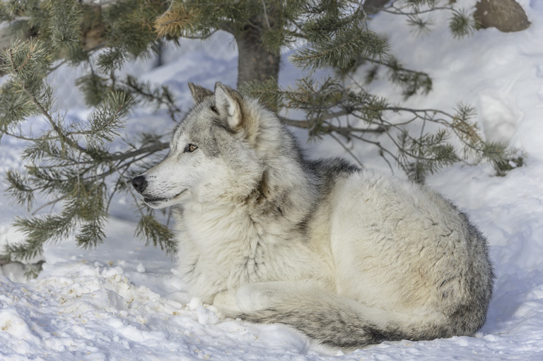 Image of gray wolf