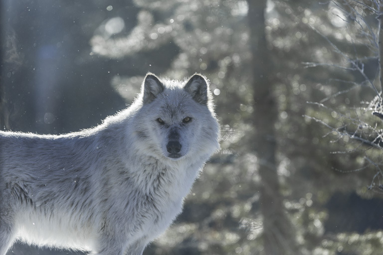 Image of gray wolf