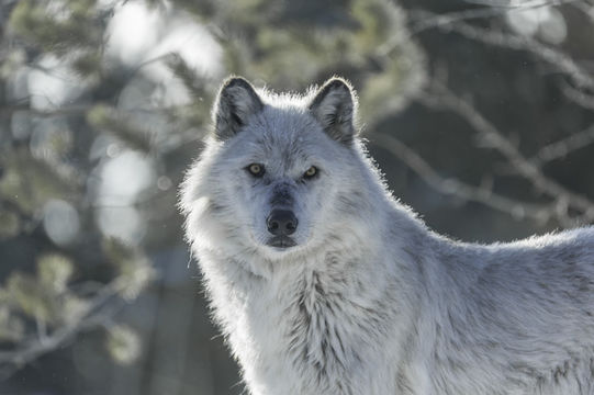 Image of gray wolf