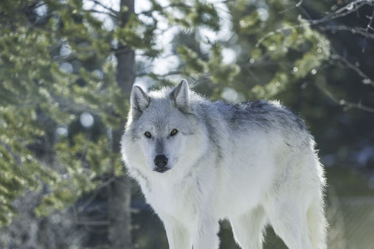 Image of gray wolf