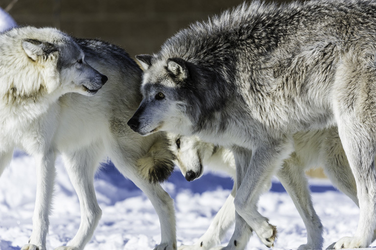 Image of gray wolf