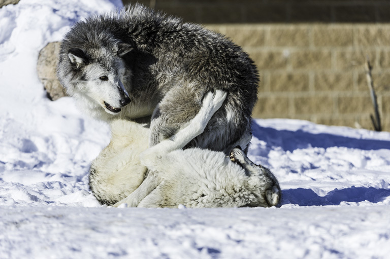 Image of gray wolf