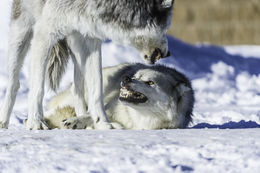 Image of gray wolf