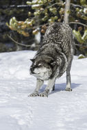 Image of gray wolf