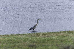 Image of Great Blue Heron