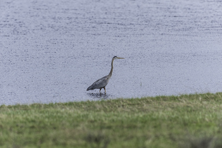 Image of Great Blue Heron