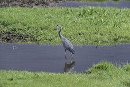 Image of Great Blue Heron