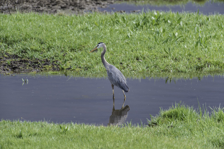 Image of Great Blue Heron