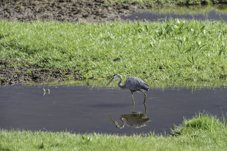 Image of Great Blue Heron