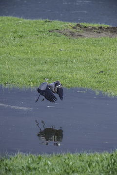 Image of Great Blue Heron