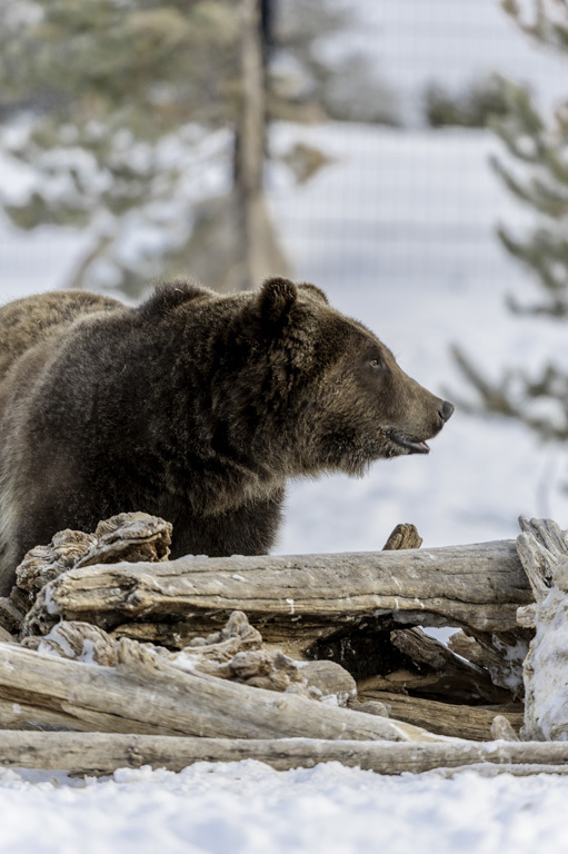 Image of grizzly bear