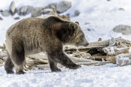 Image of grizzly bear