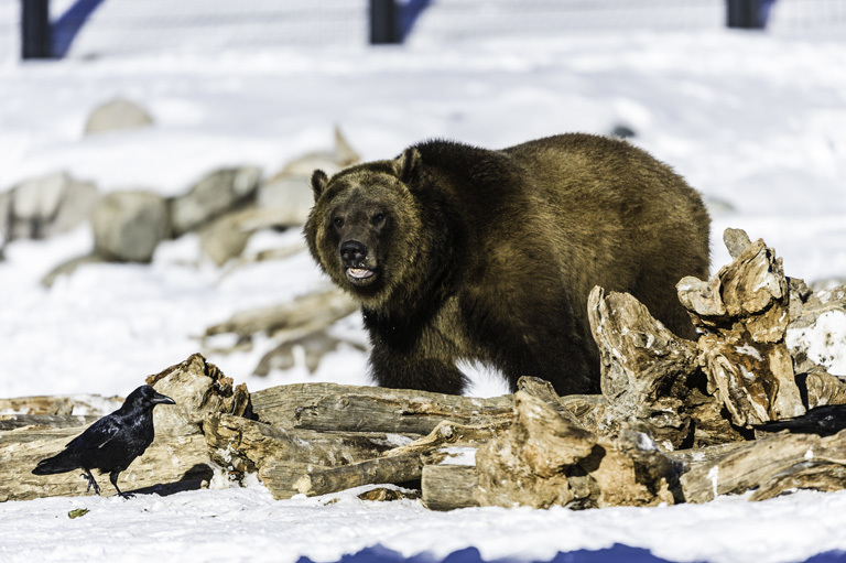 Image of grizzly bear