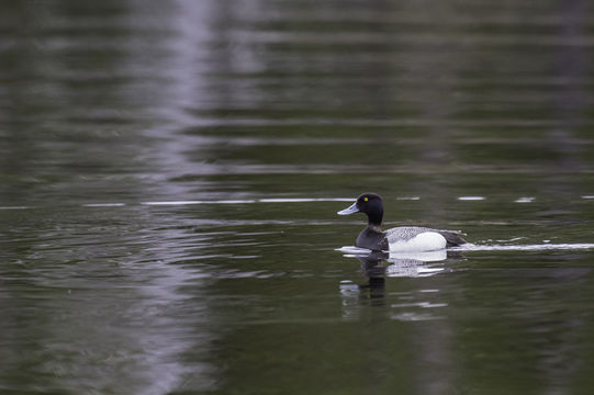 Image of Lesser Scaup