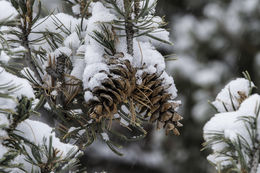 Image of Limber Pine