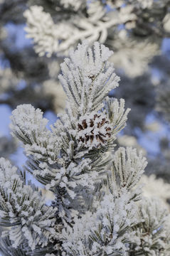 Image of lodgepole pine