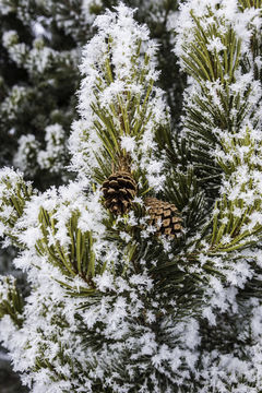 Image of lodgepole pine