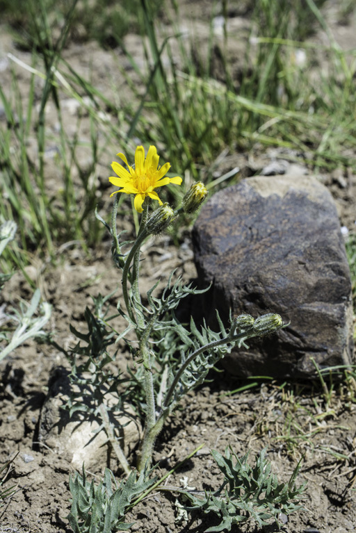 Crepis modocensis Greene resmi