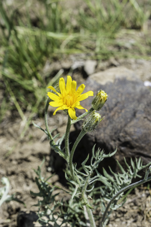 Crepis modocensis Greene resmi