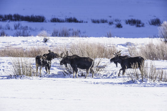 Image of North American Elk