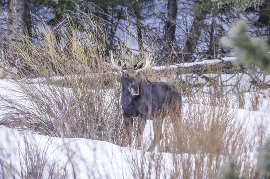 Image of North American Elk