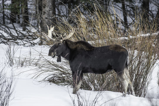 Image of North American Elk