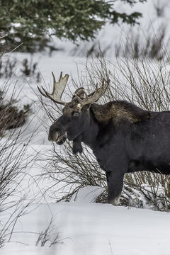 Image of North American Elk