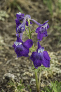 Image of twolobe larkspur