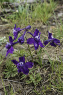 Image of twolobe larkspur