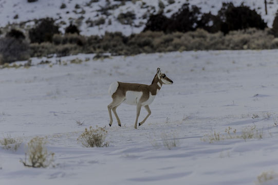 Image of pronghorn