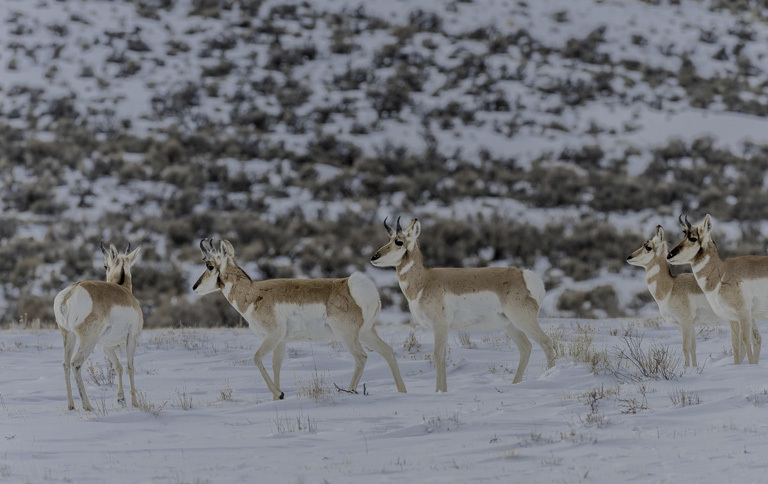 Image of pronghorn