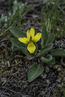 Image of Nuttall's violet