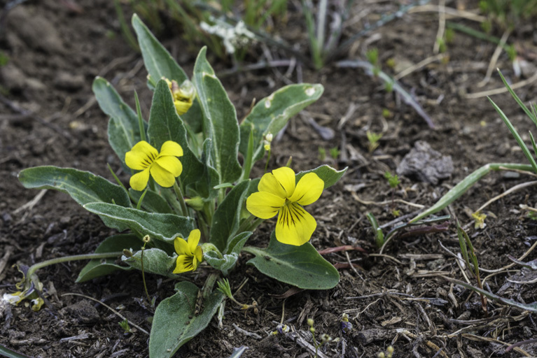 Image of Nuttall's violet