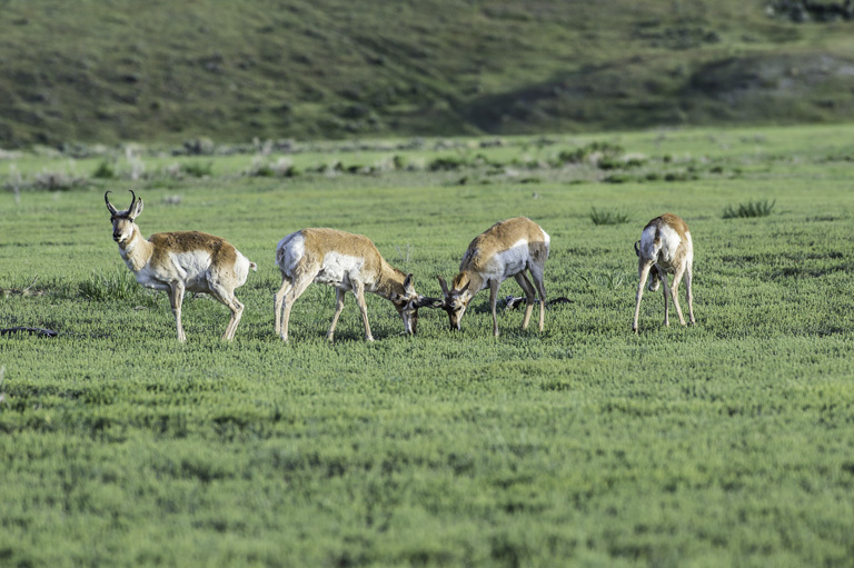 Image of pronghorn