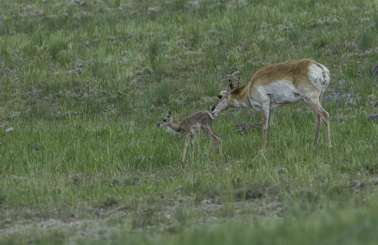 Image of pronghorn