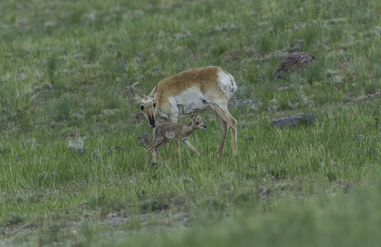 Image of pronghorn