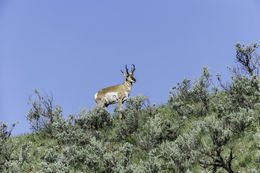 Image of pronghorn